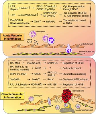 Long Non-Coding RNAs in Vascular Inflammation